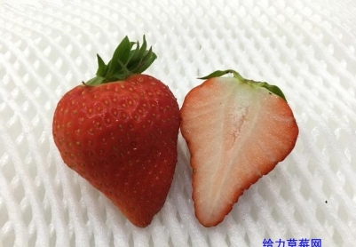 草莓品种介绍：樱花蜜桃（桃子）さくらもも