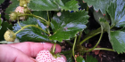 昨晚发现的白露、越雪妃和白色白宝石草莓