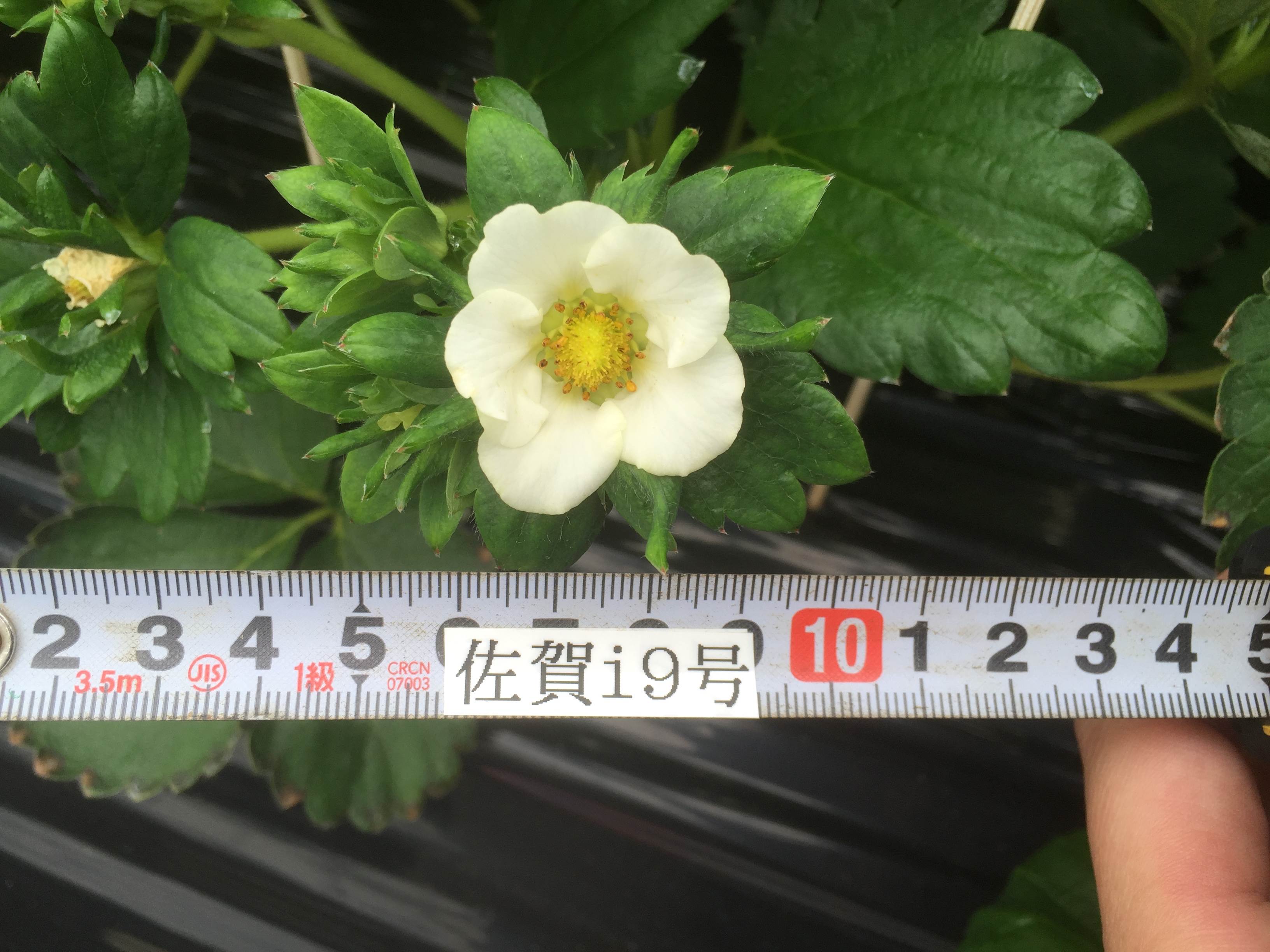 佐贺女孩草莓品种介绍