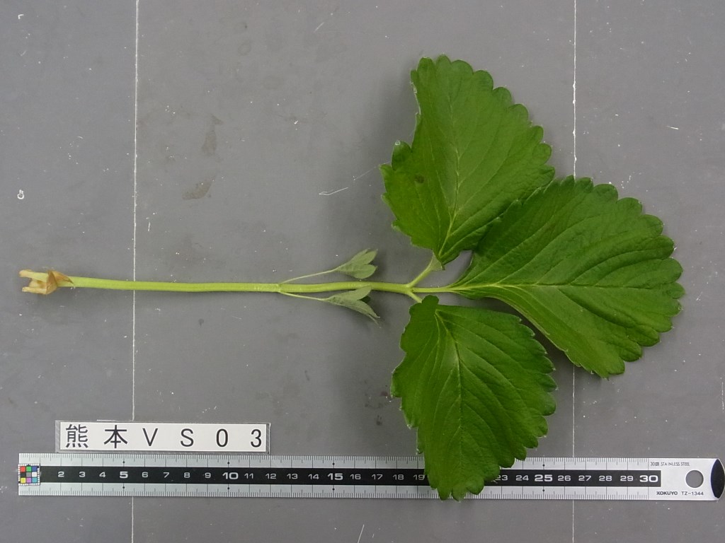 熊本VS03草莓品种介绍