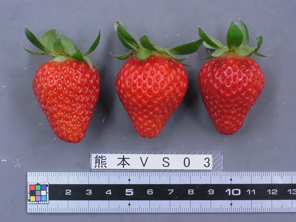 熊本VS03草莓品种介绍