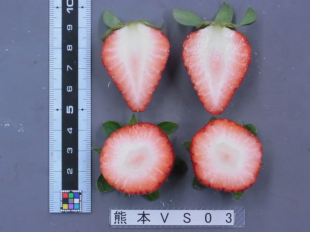 熊本VS03草莓品种介绍