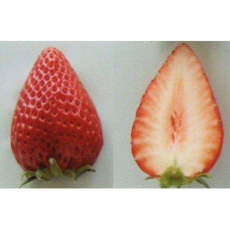 草莓品种介绍：枥木i27