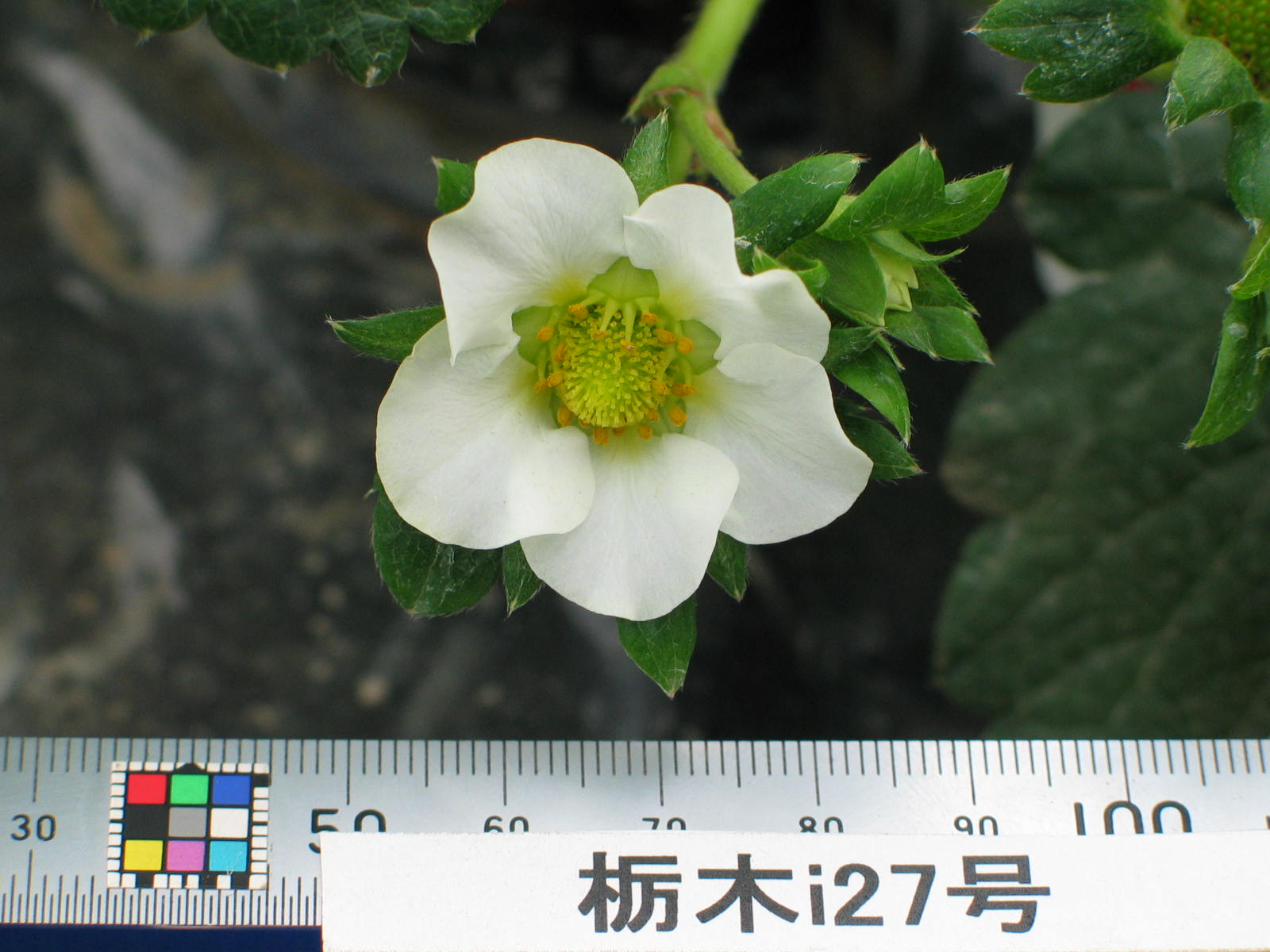草莓品种介绍：枥木i27