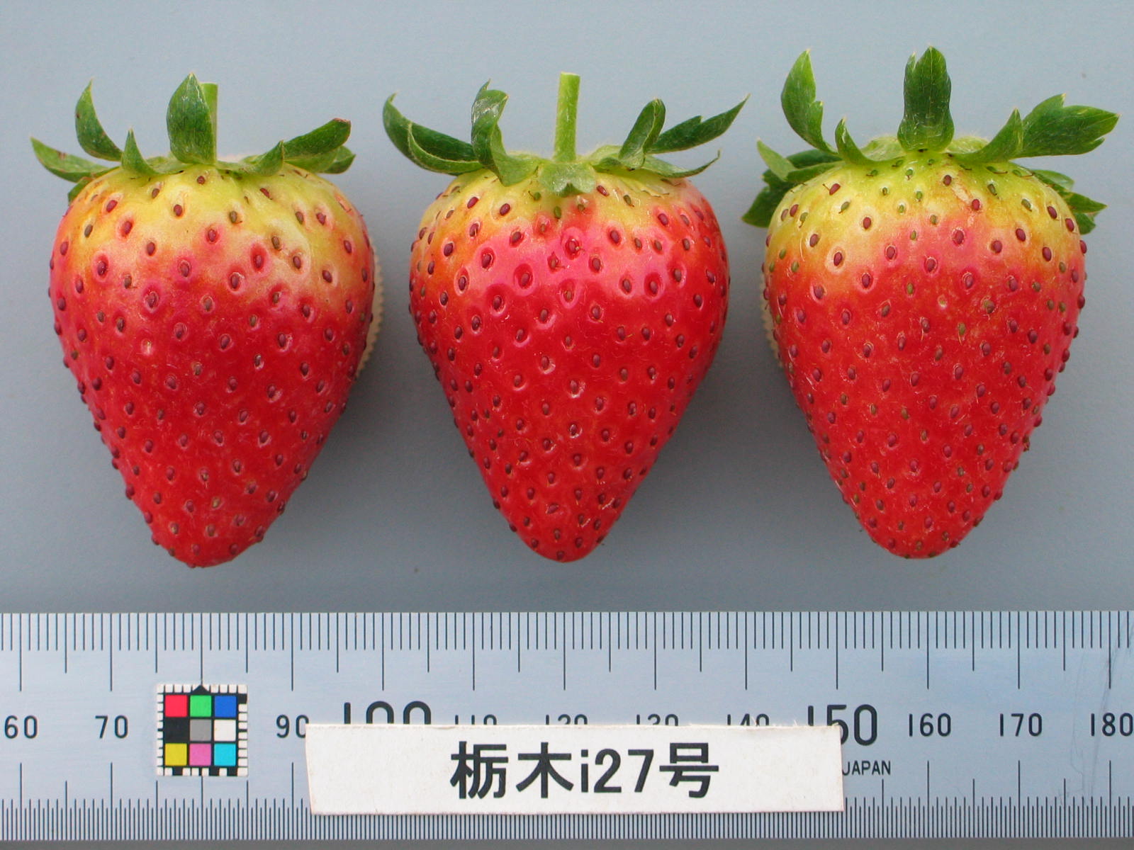 草莓品种介绍：枥木i27