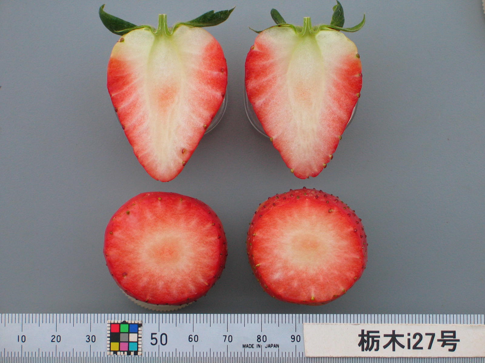 草莓品种介绍：枥木i27