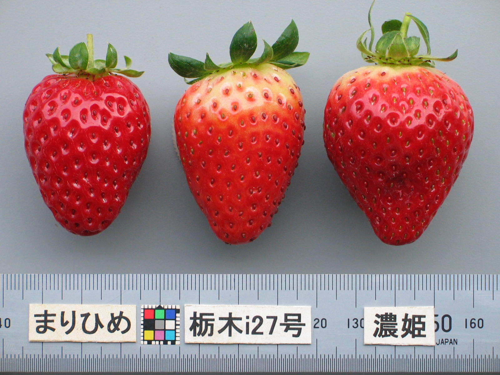 草莓品种介绍：枥木i27