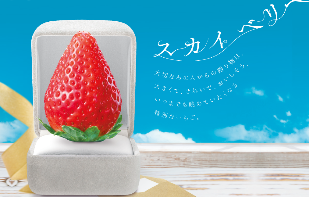 草莓品种介绍：枥木i27
