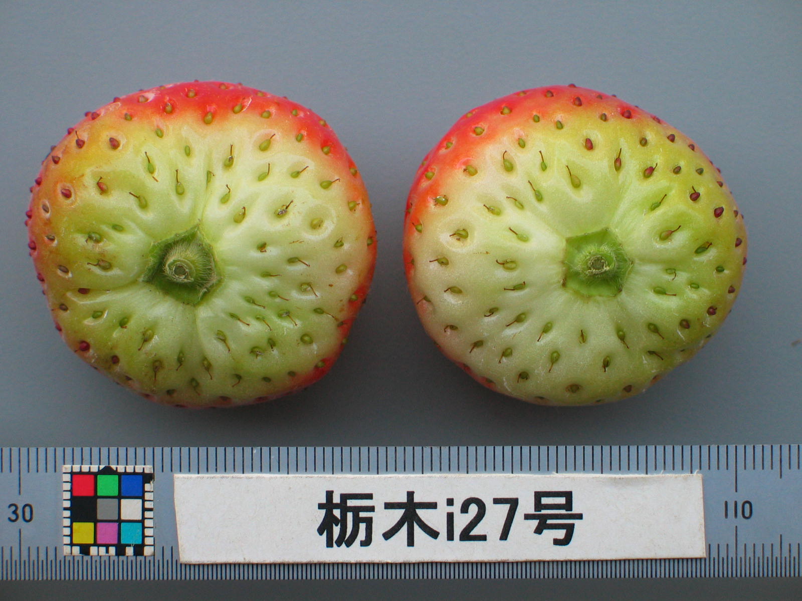 草莓品种介绍：枥木i27